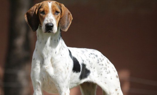 Exposição em SP reúne raças raras e mais de 4.000 cães (Edmilson Reis/Divulgação)